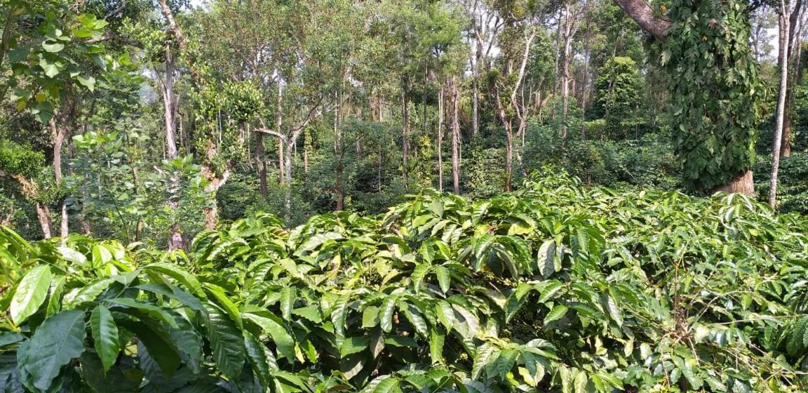 Homestay Coorg Heaven Plantation *